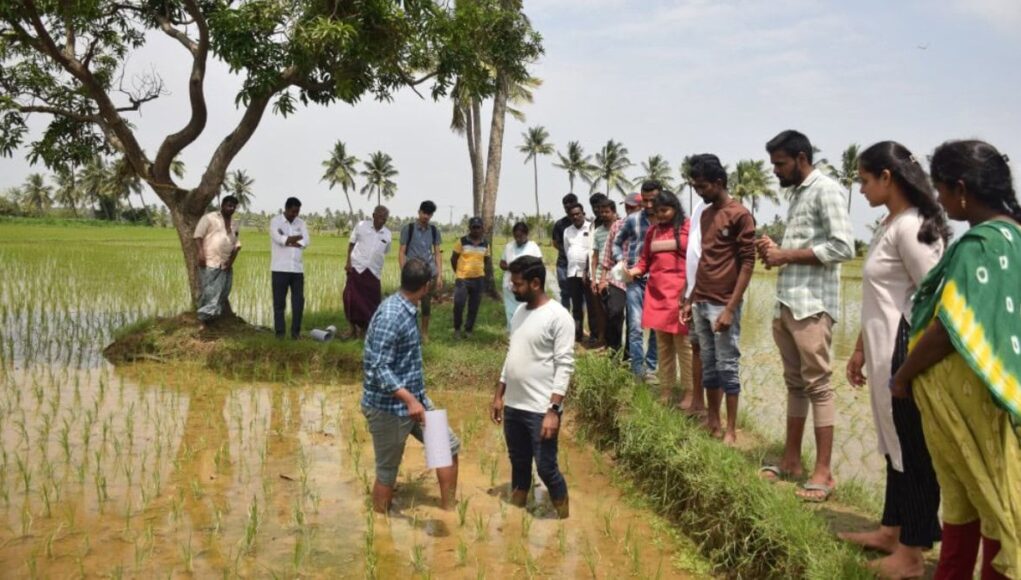 Una Solución con IA da Esperanza a los Productores de Arroz más Golpeados por el Clima Una Solución con IA da Esperanza a los Productores de Arroz más Golpeados por el Clima
