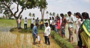 Una Solución con IA da Esperanza a los Productores de Arroz más Golpeados por el Clima