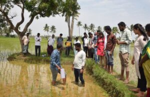 Una Solución con IA da Esperanza a los Productores de Arroz más Golpeados por el Clima Una Solución con IA da Esperanza a los Productores de Arroz más Golpeados por el Clima