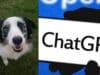 ChatGPT No Curó el Cáncer de un Perro: Qué Hay Detrás del Caso Viral