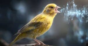 El Sistema TweetyBERT Que Analiza el Canto de Canarios y Revoluciona la Ciencia