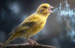 Una IA Cambia la Neurociencia: Entender a los Animales ya es Posible, Aunque Plantea una Duda Clave El Sistema TweetyBERT Que Analiza el Canto de Canarios y Revoluciona la Ciencia