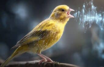 Una IA Cambia la Neurociencia: Entender a los Animales ya es Posible, Aunque Plantea una Duda Clave El Sistema TweetyBERT Que Analiza el Canto de Canarios y Revoluciona la Ciencia