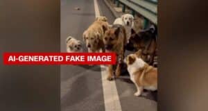 El Vídeo de los Siete Perros en China que Engañó a 230 Millones de Personas