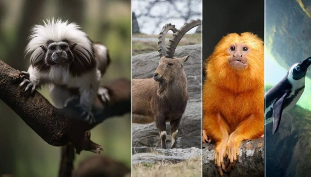 Google-Aprovecha-la-Inteligencia-Artificial-para-Preservar-ADN-de-Especies-en-Peligro-de-Extincion