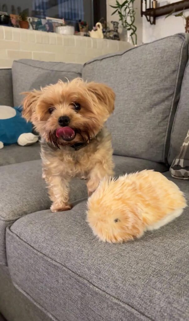 Moflin frente a mascotas reales