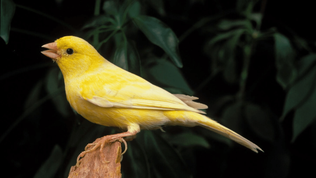 La implementación de TweetyBERT podría transformar el entendimiento de la comunicación aviar.