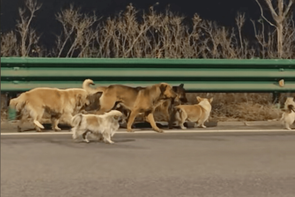 Resultó ser alterado con IA el video viral de los 7 perros que regresan a casa en China,