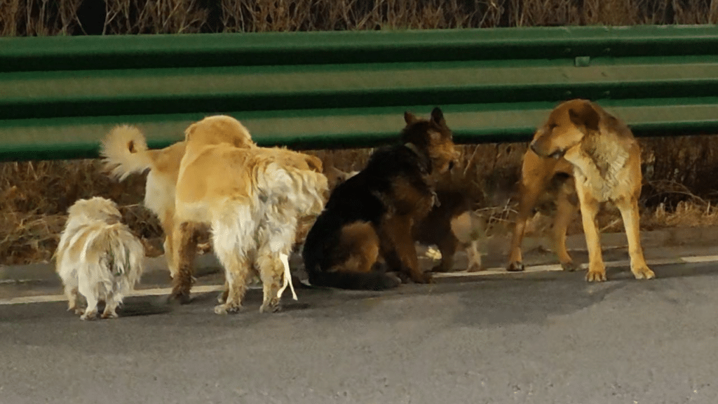El video de los siete perros en China no era real, no hubo escape ni reencuentro