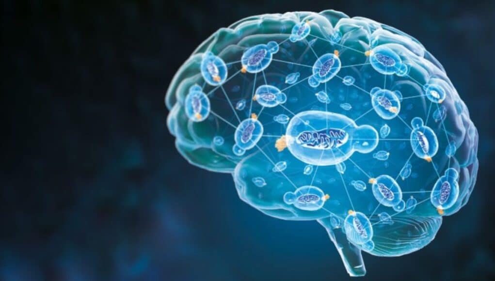 Nature Aging Publica una IA que Anticipa el Deterioro Cognitivo por Alzheimer usando Datos Básicos Nature Aging Publica una IA que Anticipa el Deterioro Cognitivo por Alzheimer usando Datos Básicos