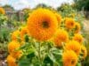 Personas Compran Rosas Multicolor y Girasoles Gigantes, el Engaño de Semillas Falsas con IA Personas Compran Rosas Multicolor y Girasoles Gigantes, el Engaño de Semillas Falsas con IA