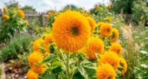 Personas Compran Rosas Multicolor y Girasoles Gigantes, el Engaño de Semillas Falsas con IA