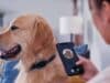 China desarrolla una IA que traduce ladridos de perros en mensajes claros para humanos China desarrolla una IA que traduce ladridos de perros en mensajes claros para humanos