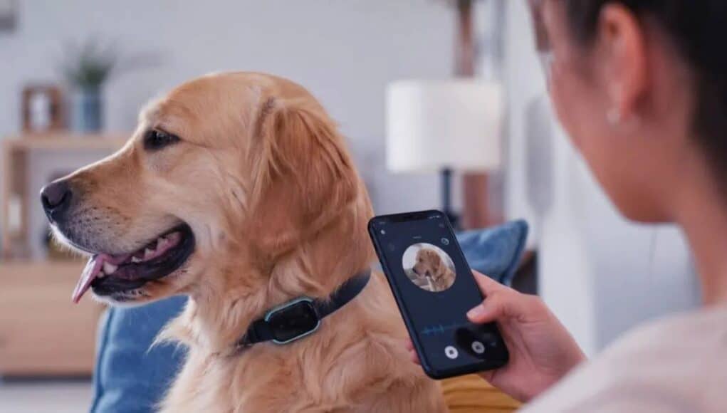 China desarrolla una IA que traduce ladridos de perros en mensajes claros para humanos China desarrolla una IA que traduce ladridos de perros en mensajes claros para humanos