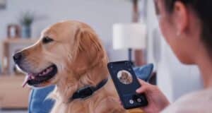 China desarrolla una IA que traduce ladridos de perros en mensajes claros para humanos