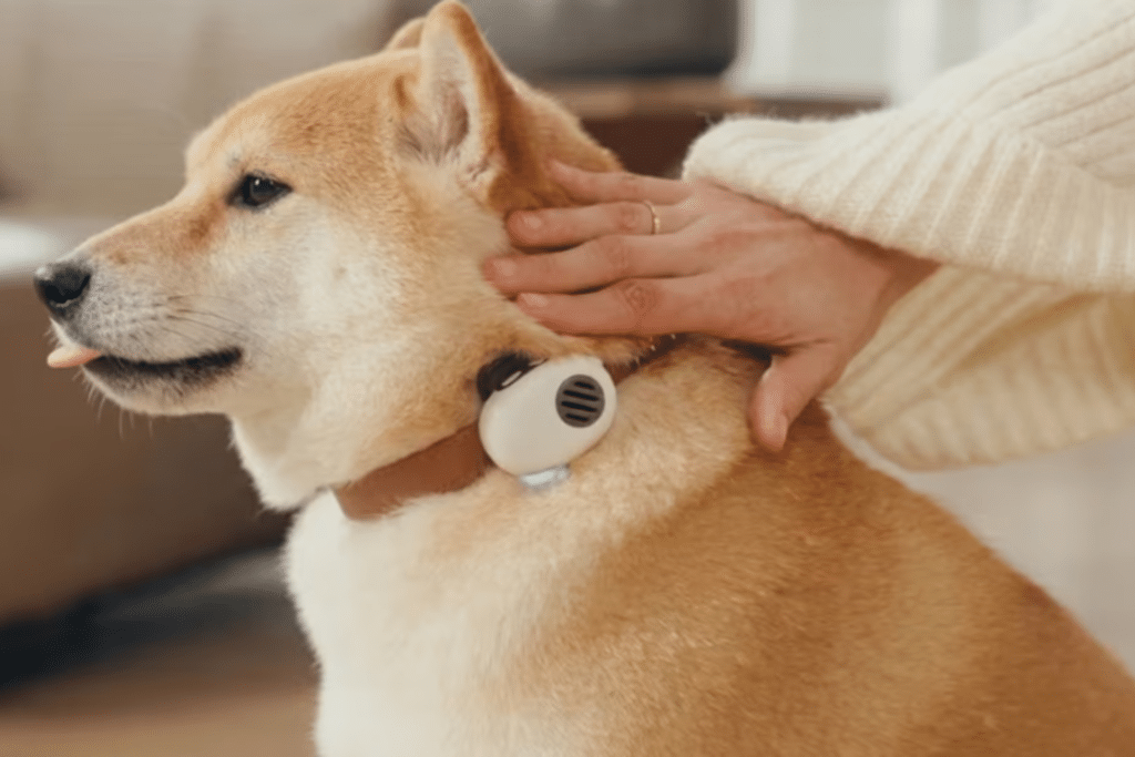 Proyecto de collar inteligente que traduce ladridos y maullidos de los perros, con IA en China