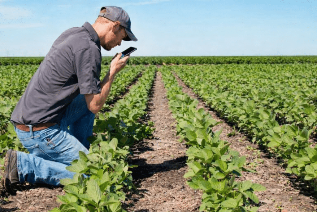 Uno de los herbicidas usados por el agricultor es para atacar maleza de hoja ancha en cultivos de soja
