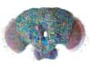 El Atlas de la Mosca de Google Research Puede Ayudar a Entender el Cerebro Humano El Atlas de la Mosca de Google Research Puede Ayudar a Entender el Cerebro Humano