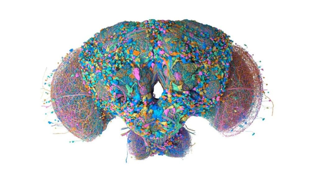 El Atlas de la Mosca de Google Research Puede Ayudar a Entender el Cerebro Humano El Atlas de la Mosca de Google Research Puede Ayudar a Entender el Cerebro Humano