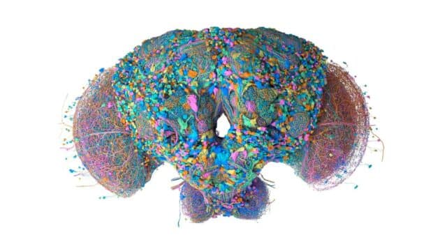 El Atlas de la Mosca de Google Research Puede Ayudar a Entender el Cerebro Humano