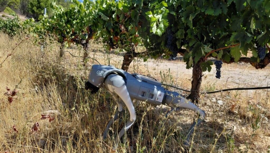 La IA Tiene Cuatro Patas en Extremadura, el Robot que Recorre los Viñedos en Busca de Datos La IA Tiene Cuatro Patas en Extremadura: el Robot que Recorre los Viñedos en Busca de Datos