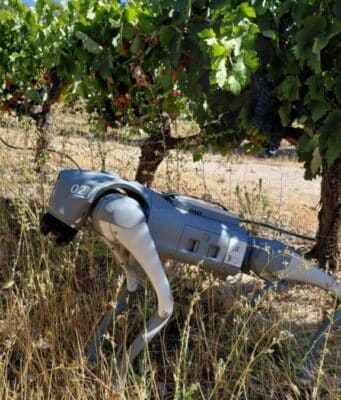 La IA Tiene Cuatro Patas en Extremadura: el Robot que Recorre los Viñedos en Busca de Datos