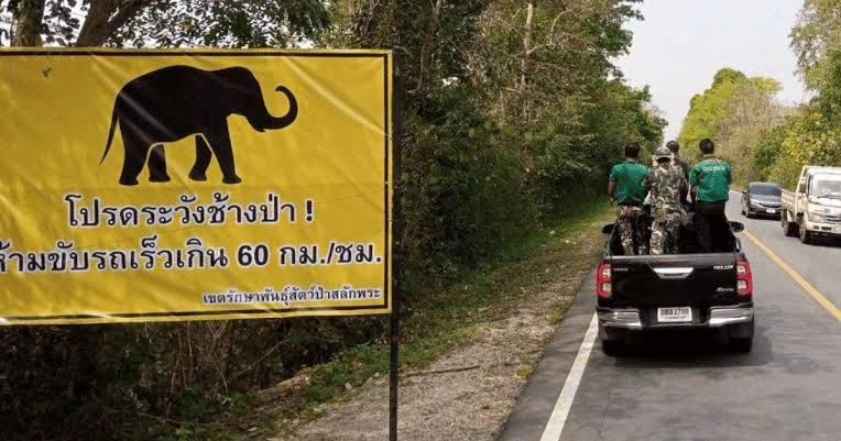 Cada elefante necesita unos 150 kilos de vegetación al día