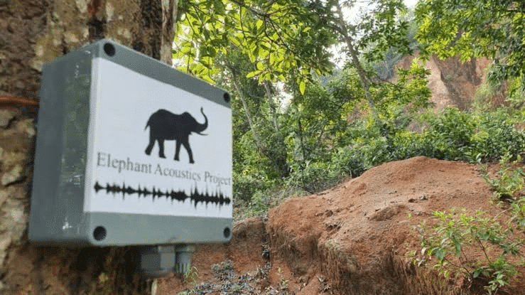 El sensor escucha durante horas y cuando identifica la “voz” de un elefante, activa una alerta