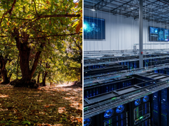 Un Centro de Datos de 20.000 Millones Pone en Riesgo Castaños Únicos de Estados Unidos