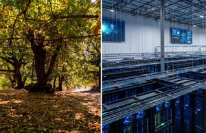 Un Centro de Datos de 20.000 Millones Pone en Riesgo Castaños Únicos de Estados Unidos